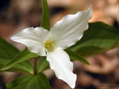 Trillium Grandiflorum