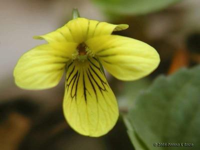 Downy Yellow Violet