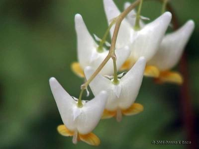 Dutchman's Breeches