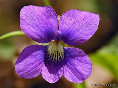 Common Blue Violet