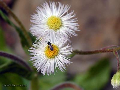 Philadelphia Fleabane & Tiny Fly