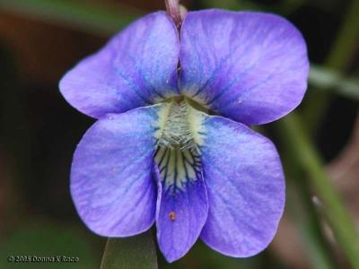 Common Blue Violet