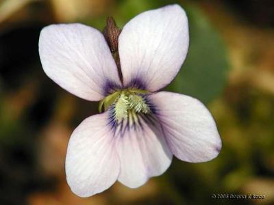 Pale Blue Violet