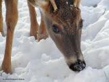 WV Whitetail Deer ~ Winter 2005