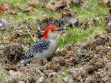 <b>Red Bellied Woodpecker</b><br>Jan 16th