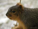 Chipmunks & Squirrels ~ WV