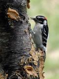 <b>Male Downy Woodpecker</b><br>Apr 14th