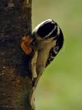 <b>Female Downy Woodpecker</b><br>Apr 17th