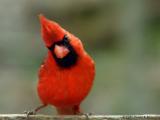 <b>Male Cardinal</b><br>Apr 17th