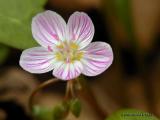 <b>Spring Beauty