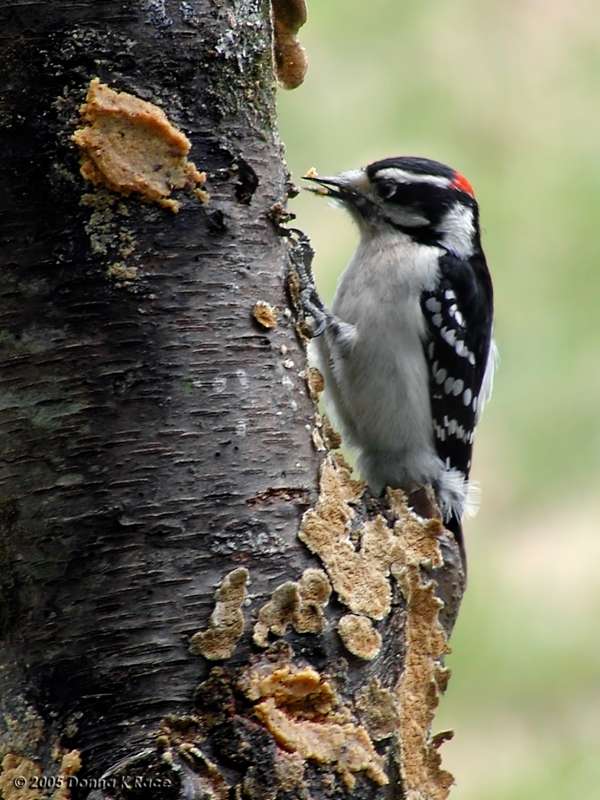 <b>Male Downy Woodpecker</b><br>Apr 14th