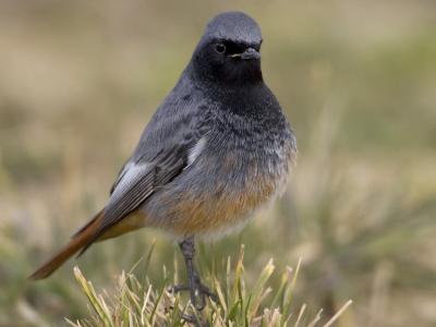 Black Redstart (Phoenicurus ochruros)