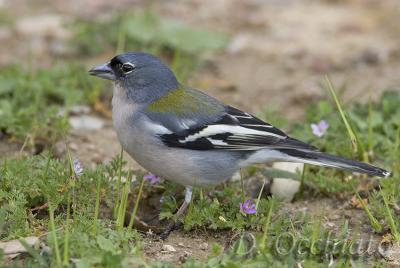 African Chaffinch (Fringuello africano)