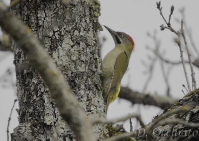 Levaillant's Green Woodpecker (Picus vaillantii)