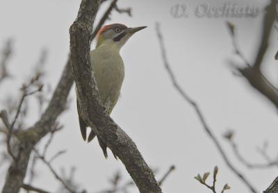 Levaillant's Green Woodpecker (Picus vaillantii)