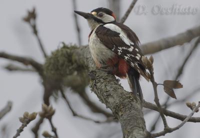 Great Spotted Woodpecker (Dendrocopos major ssp numidus)