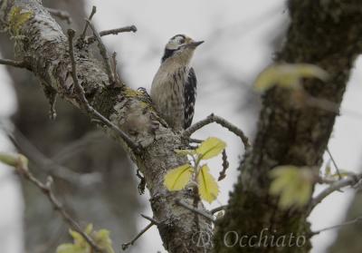 Lesser Spotted Woodpecker (Dendrocops minor ssp ledouci)