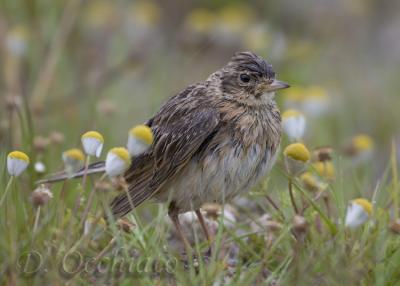 Skylark (Alauda arvensis)