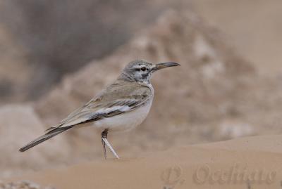 Hoopoe Lark (Alaemon alaudipes)