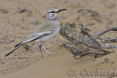 Hoopoe Lark (Alaemon alaudipes)