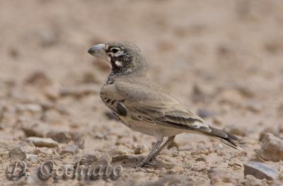 Thick-billed Lark (Ramphocoris clotbey)