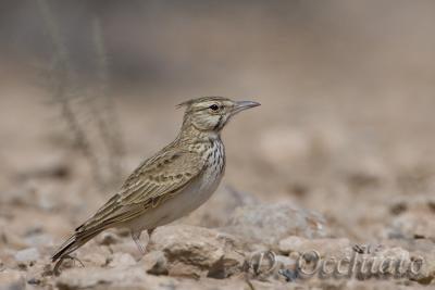 Maghreb Crested Lark (Galerida macrorhyncha)