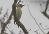 Levaillants Green Woodpecker (Picus vaillantii)