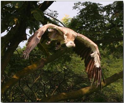 Griffon Vulture - Taking flight