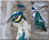 Blue Pied Peafowl - male