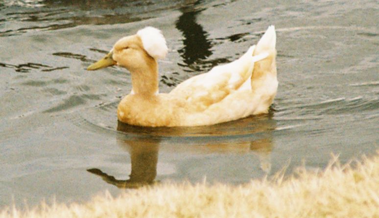 Tufted Duck