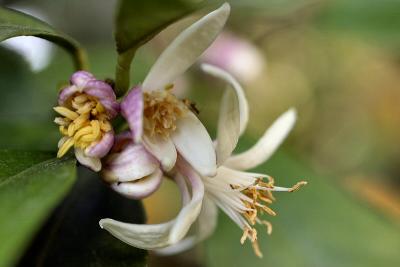 Lemon Blossom