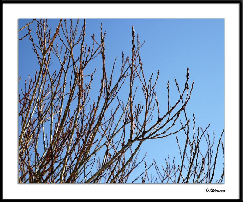 ds20050131_0114awF Shrub in Winter.jpg