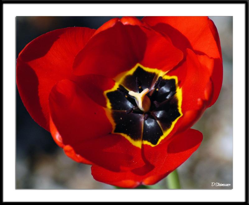 4/17/05 - A Tulip is not a Rose<br><font size=3>ds20050416_0018awF Tulip.jpg</font>