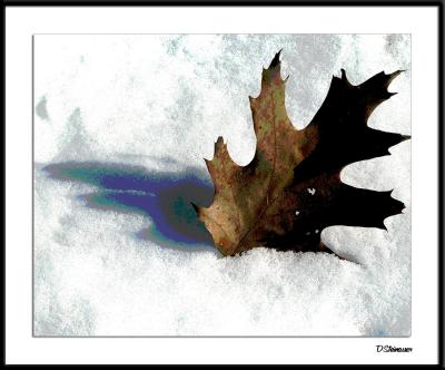 2/8/05 - Yet another forlorn object
