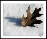 ds20050131_0031a1wF Leaf in Snow.jpg