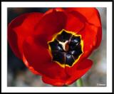 4/17/05 - A Tulip is not a Rose<br><font size=3>ds20050416_0018awF Tulip.jpg</font>