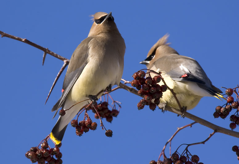 Cedar Waxwings