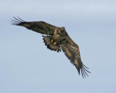 u17/dwbrewer/medium/39165909.flyby03ajpg.jpg