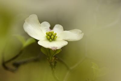 4/23/05 - Dogwood Shoot-through