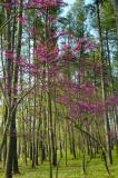 4/19/05 - Eastern Redbud