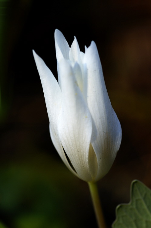 4/18/05 - Bloodroot 1