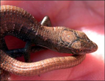 Alligator Lizard