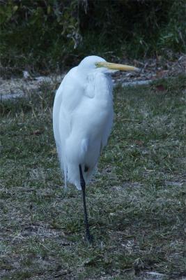 egret---trail.jpg