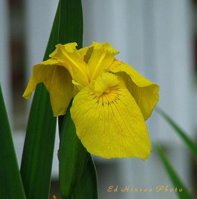 Siberian Iris