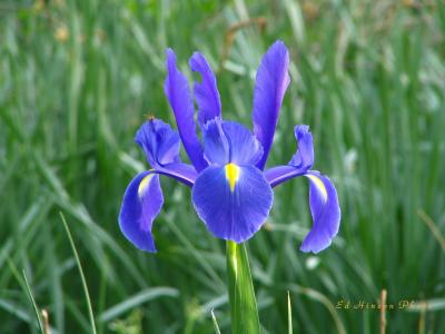 Dutch Iris