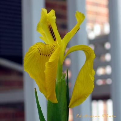 Siberian Iris2