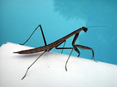 Mantis.jpg