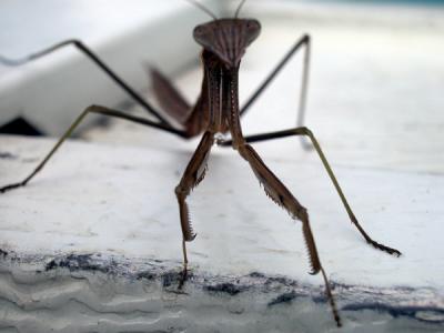 Mantis2.jpg