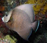 Grey Angelfish