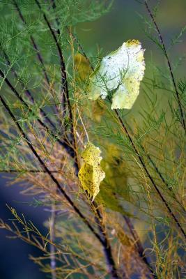 u17/elipio/medium/34883584.IMG_3627_filtered.jpg